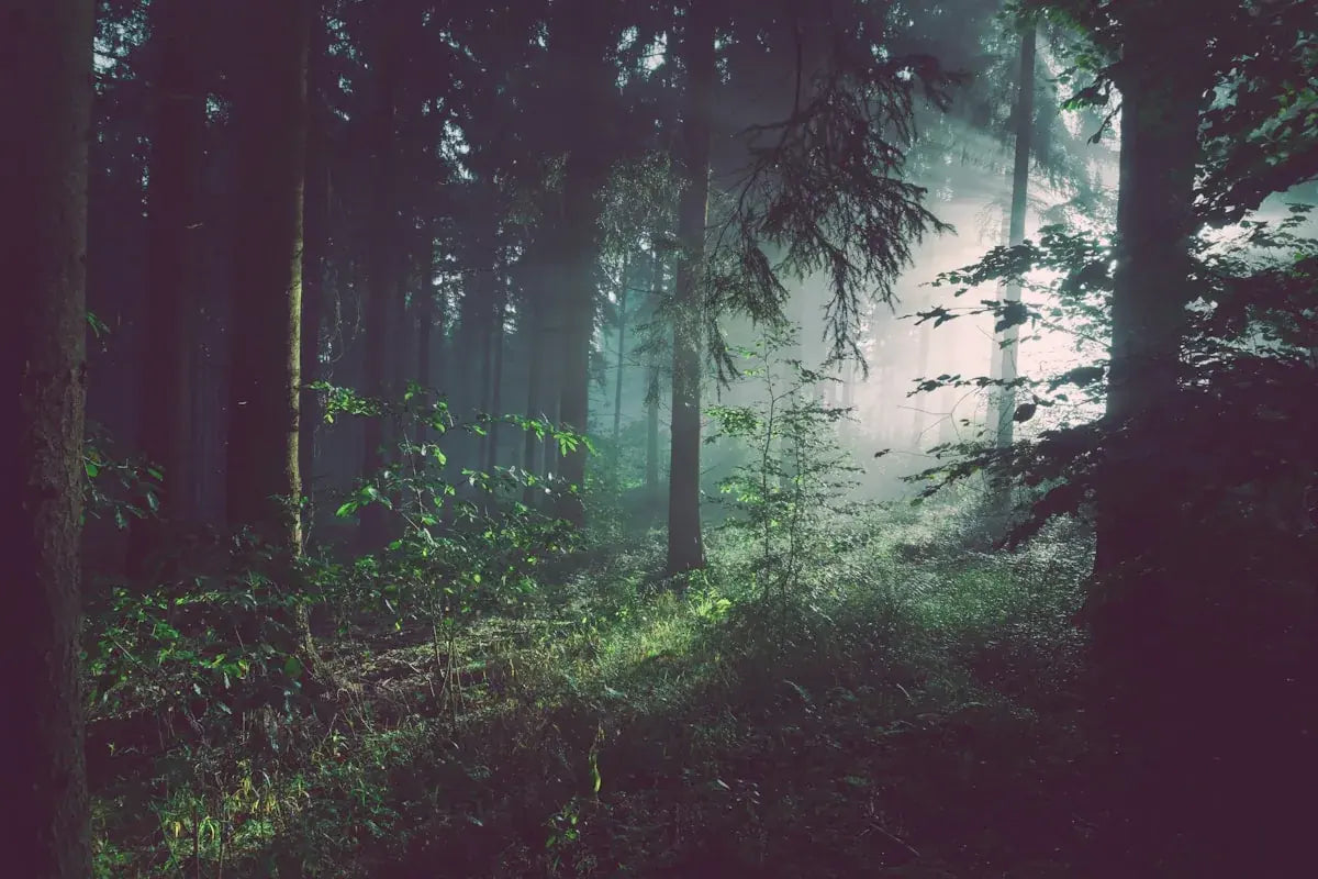 Forest scene with Lightshift lenses
