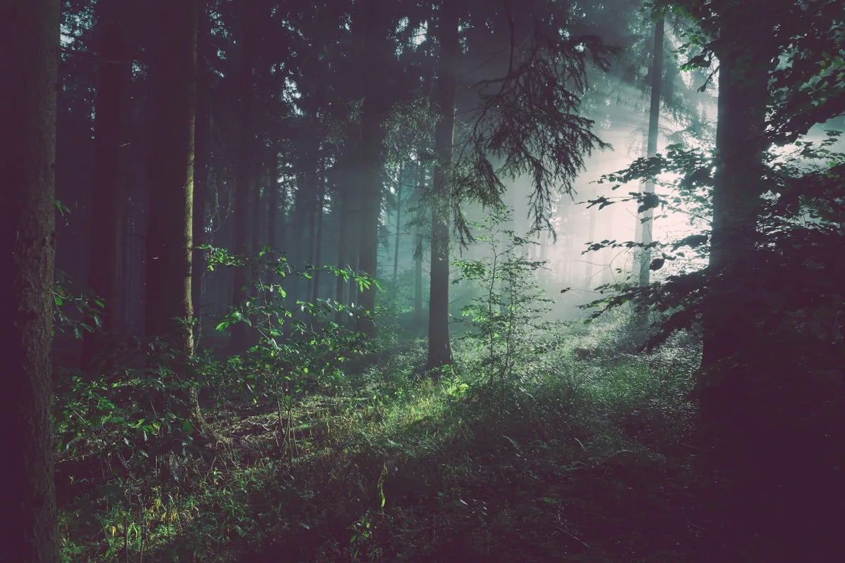 Forest scene through Lightshift lenses